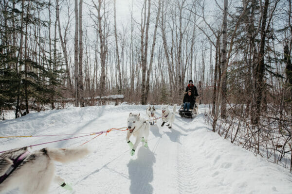 Harness Adventure Mushing Co. 3