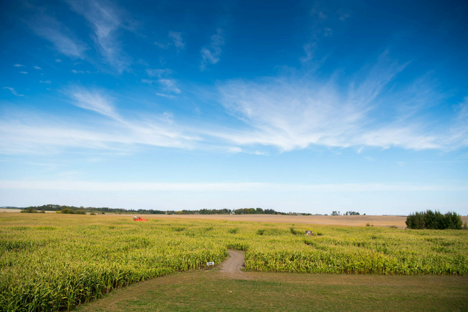 King Korn Maze – Bonjour Manitoba