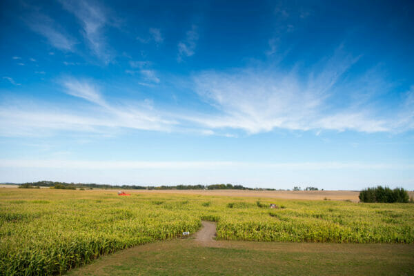 King Korn Maze – Bonjour Manitoba