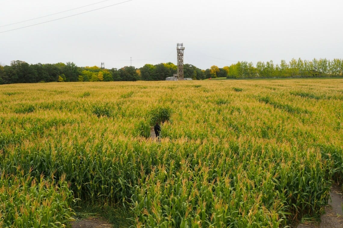 amazeincorn labyrinthe